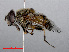  ( - RMNH.INS.543684)  @11 [ ] CreativeCommons - Attribution Non-Commercial Share-Alike (2013) Unspecified Naturalis Biodiversity Center