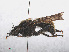  ( - RMNH.INS.543686)  @11 [ ] CreativeCommons - Attribution Non-Commercial Share-Alike (2013) Unspecified Naturalis Biodiversity Center