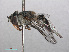  (Melangyna umbellatarum - RMNH.INS.543702)  @13 [ ] CreativeCommons - Attribution Non-Commercial Share-Alike (2013) Unspecified Naturalis Biodiversity Center