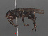  ( - RMNH.INS.544726)  @12 [ ] CreativeCommons - Attribution Non-Commercial Share-Alike (2013) Unspecified Naturalis Biodiversity Center