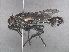  ( - RMNH.INS.544761)  @11 [ ] CreativeCommons - Attribution Non-Commercial Share-Alike (2013) Unspecified Naturalis Biodiversity Center