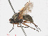 ( - RMNH.INS.545757)  @11 [ ] CreativeCommons - Attribution Non-Commercial Share-Alike (2013) Unspecified Naturalis Biodiversity Center