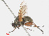  ( - RMNH.INS.545766)  @11 [ ] CreativeCommons - Attribution Non-Commercial Share-Alike (2013) Unspecified Naturalis Biodiversity Center