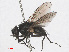  ( - RMNH.INS.545778)  @11 [ ] CreativeCommons - Attribution Non-Commercial Share-Alike (2013) Unspecified Naturalis Biodiversity Center