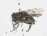  ( - RMNH.INS.545791)  @13 [ ] CreativeCommons - Attribution Non-Commercial Share-Alike (2013) Unspecified Naturalis Biodiversity Center