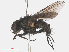  ( - RMNH.INS.545817)  @11 [ ] CreativeCommons - Attribution Non-Commercial Share-Alike (2013) Unspecified Naturalis Biodiversity Center