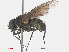  ( - RMNH.INS.545818)  @13 [ ] CreativeCommons - Attribution Non-Commercial Share-Alike (2013) Unspecified Naturalis Biodiversity Center