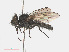  ( - RMNH.INS.545827)  @11 [ ] CreativeCommons - Attribution Non-Commercial Share-Alike (2013) Unspecified Naturalis Biodiversity Center