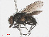  ( - RMNH.INS.545829)  @11 [ ] CreativeCommons - Attribution Non-Commercial Share-Alike (2013) Unspecified Naturalis Biodiversity Center