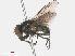  ( - RMNH.INS.545830)  @13 [ ] CreativeCommons - Attribution Non-Commercial Share-Alike (2013) Unspecified Naturalis Biodiversity Center