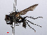  (Botanophila fugax - RMNH.INS.546554)  @14 [ ] CreativeCommons - Attribution Non-Commercial Share-Alike (2013) Unspecified Naturalis Biodiversity Center