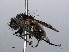  ( - RMNH.INS.546561)  @13 [ ] CreativeCommons - Attribution Non-Commercial Share-Alike (2013) Unspecified Naturalis Biodiversity Center