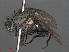  ( - RMNH.INS.546566)  @13 [ ] CreativeCommons - Attribution Non-Commercial Share-Alike (2013) Unspecified Naturalis Biodiversity Center