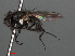  ( - RMNH.INS.546585)  @12 [ ] CreativeCommons - Attribution Non-Commercial Share-Alike (2013) Unspecified Naturalis Biodiversity Center