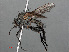  ( - RMNH.INS.546590)  @13 [ ] CreativeCommons - Attribution Non-Commercial Share-Alike (2013) Unspecified Naturalis Biodiversity Center