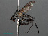  ( - RMNH.INS.546591)  @11 [ ] CreativeCommons - Attribution Non-Commercial Share-Alike (2013) Unspecified Naturalis Biodiversity Center