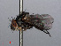  ( - RMNH.INS.546609)  @11 [ ] CreativeCommons - Attribution Non-Commercial Share-Alike (2013) Unspecified Naturalis Biodiversity Center