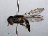  ( - RMNH.INS.546614)  @11 [ ] CreativeCommons - Attribution Non-Commercial Share-Alike (2013) Unspecified Naturalis Biodiversity Center