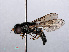  ( - RMNH.INS.546617)  @11 [ ] CreativeCommons - Attribution Non-Commercial Share-Alike (2013) Unspecified Naturalis Biodiversity Center