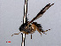  ( - RMNH.INS.546620)  @12 [ ] CreativeCommons - Attribution Non-Commercial Share-Alike (2013) Unspecified Naturalis Biodiversity Center
