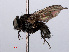  ( - RMNH.INS.546625)  @11 [ ] CreativeCommons - Attribution Non-Commercial Share-Alike (2013) Unspecified Naturalis Biodiversity Center