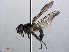  ( - RMNH.INS.546656)  @11 [ ] CreativeCommons - Attribution Non-Commercial Share-Alike (2013) Unspecified Naturalis Biodiversity Center