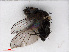  ( - RMNH.INS.546658)  @11 [ ] CreativeCommons - Attribution Non-Commercial Share-Alike (2013) Unspecified Naturalis Biodiversity Center