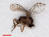  ( - RMNH.INS.546662)  @11 [ ] CreativeCommons - Attribution Non-Commercial Share-Alike (2013) Unspecified Naturalis Biodiversity Center