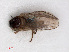  (Liriomyza bryoniae - RMNH.INS.546663)  @11 [ ] CreativeCommons - Attribution Non-Commercial Share-Alike (2013) Unspecified Naturalis Biodiversity Center