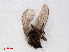  (Phytomyza minuscula - RMNH.INS.546664)  @11 [ ] CreativeCommons - Attribution Non-Commercial Share-Alike (2013) Unspecified Naturalis Biodiversity Center