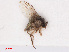  (Liriomyza eupatorii - RMNH.INS.546668)  @11 [ ] CreativeCommons - Attribution Non-Commercial Share-Alike (2013) Unspecified Naturalis Biodiversity Center