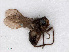  ( - RMNH.INS.546674)  @11 [ ] CreativeCommons - Attribution Non-Commercial Share-Alike (2013) Unspecified Naturalis Biodiversity Center
