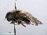  ( - RMNH.INS.547595)  @11 [ ] CreativeCommons - Attribution Non-Commercial Share-Alike (2013) Unspecified Naturalis Biodiversity Center
