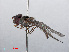  ( - RMNH.INS.547598)  @13 [ ] CreativeCommons - Attribution Non-Commercial Share-Alike (2013) Unspecified Naturalis Biodiversity Center