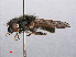  (Cheilosia bergenstammi - RMNH.INS.547606)  @13 [ ] CreativeCommons - Attribution Non-Commercial Share-Alike (2013) Unspecified Naturalis Biodiversity Center