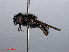  ( - RMNH.INS.547611)  @13 [ ] CreativeCommons - Attribution Non-Commercial Share-Alike (2013) Unspecified Naturalis Biodiversity Center
