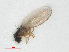  ( - RMNH.INS.547617)  @12 [ ] CreativeCommons - Attribution Non-Commercial Share-Alike (2013) Unspecified Naturalis Biodiversity Center