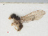  ( - RMNH.INS.547618)  @12 [ ] CreativeCommons - Attribution Non-Commercial Share-Alike (2013) Unspecified Naturalis Biodiversity Center