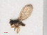  ( - RMNH.INS.547619)  @12 [ ] CreativeCommons - Attribution Non-Commercial Share-Alike (2013) Unspecified Naturalis Biodiversity Center
