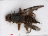  (Palloptera scutellata - RMNH.INS.547622)  @13 [ ] CreativeCommons - Attribution Non-Commercial Share-Alike (2013) Unspecified Naturalis Biodiversity Center