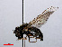  ( - RMNH.INS.547623)  @13 [ ] CreativeCommons - Attribution Non-Commercial Share-Alike (2013) Unspecified Naturalis Biodiversity Center