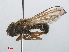  ( - RMNH.INS.547634)  @13 [ ] CreativeCommons - Attribution Non-Commercial Share-Alike (2013) Unspecified Naturalis Biodiversity Center