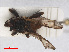  ( - RMNH.INS.547643)  @11 [ ] CreativeCommons - Attribution Non-Commercial Share-Alike (2013) Unspecified Naturalis Biodiversity Center