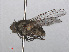  ( - RMNH.INS.547644)  @13 [ ] CreativeCommons - Attribution Non-Commercial Share-Alike (2013) Unspecified Naturalis Biodiversity Center