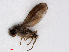  ( - RMNH.INS.547650)  @12 [ ] CreativeCommons - Attribution Non-Commercial Share-Alike (2013) Unspecified Naturalis Biodiversity Center