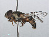  ( - RMNH.INS.547665)  @13 [ ] CreativeCommons - Attribution Non-Commercial Share-Alike (2013) Unspecified Naturalis Biodiversity Center