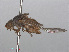  ( - RMNH.INS.547666)  @11 [ ] CreativeCommons - Attribution Non-Commercial Share-Alike (2013) Unspecified Naturalis Biodiversity Center