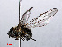  ( - RMNH.INS.547671)  @11 [ ] CreativeCommons - Attribution Non-Commercial Share-Alike (2013) Unspecified Naturalis Biodiversity Center