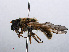  ( - RMNH.INS.547678)  @13 [ ] CreativeCommons - Attribution Non-Commercial Share-Alike (2013) Unspecified Naturalis Biodiversity Center