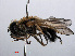  ( - RMNH.INS.547679)  @11 [ ] CreativeCommons - Attribution Non-Commercial Share-Alike (2013) Unspecified Naturalis Biodiversity Center